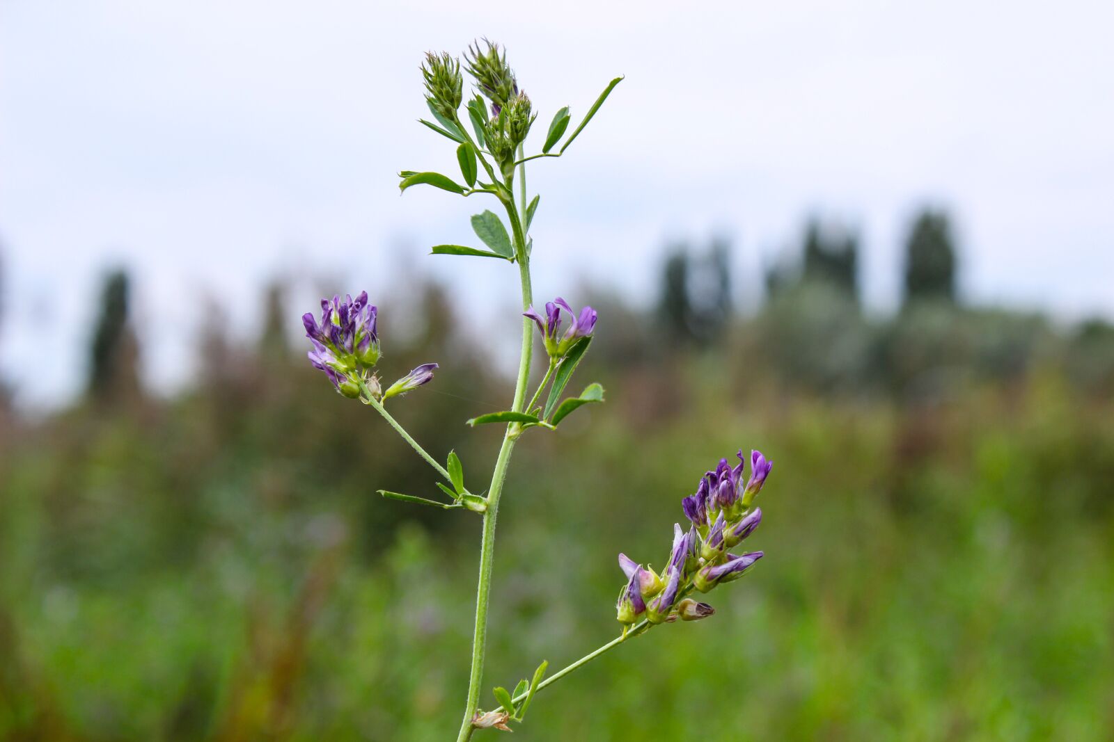 Canon EOS 600D (Rebel EOS T3i / EOS Kiss X5) sample photo. Flower, netherlands, nature photography