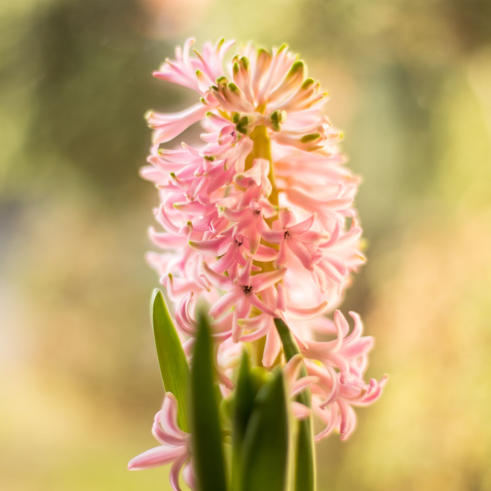 Canon EOS 6D + Canon EF 50mm F1.4 USM sample photo. Flower, spring, pink photography