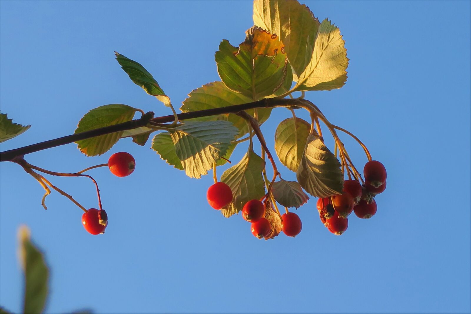 Canon PowerShot G7 X sample photo. Deer apples, fruit, nature photography