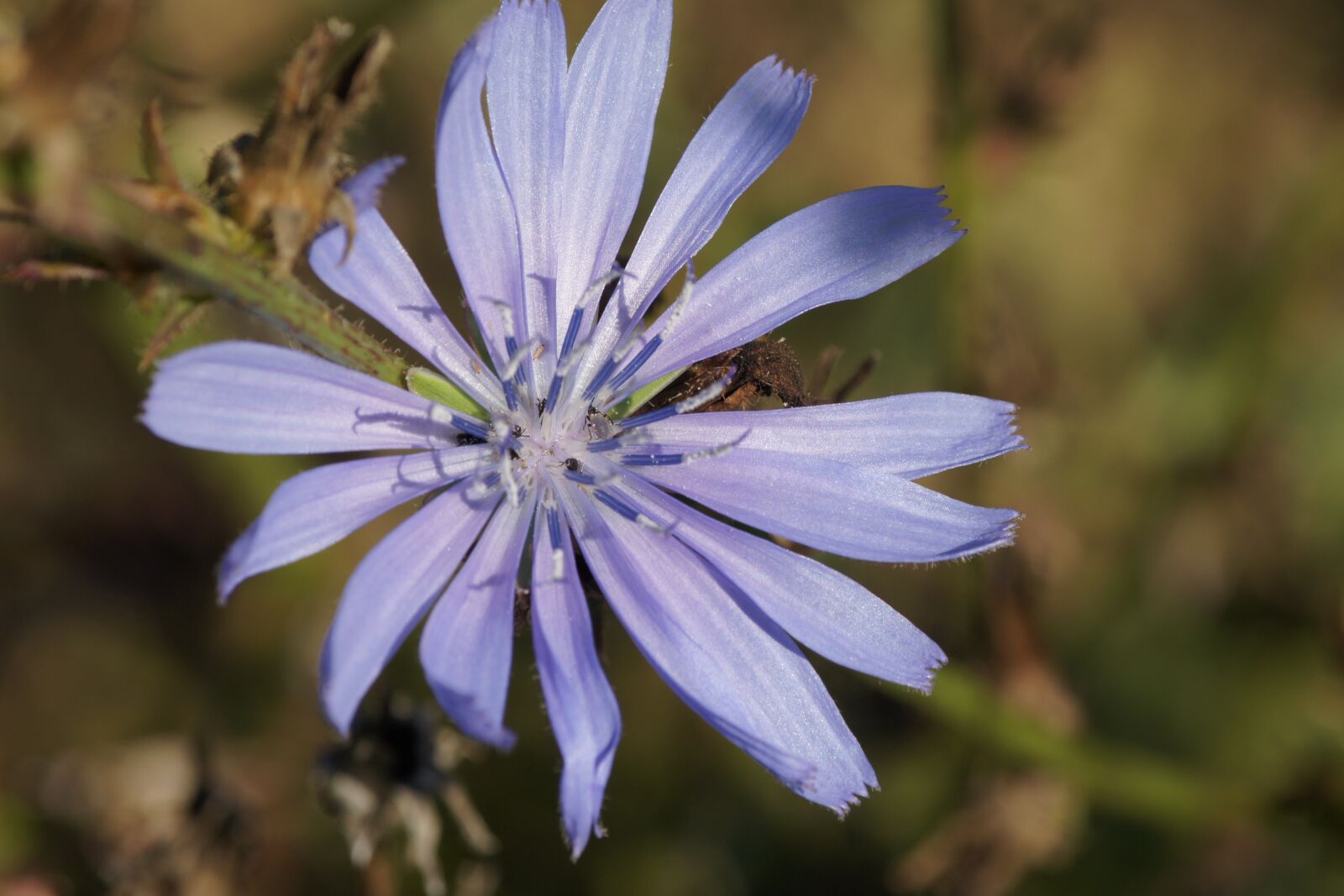 Sony Alpha DSLR-A500 sample photo. Chicory, blue, blossom photography