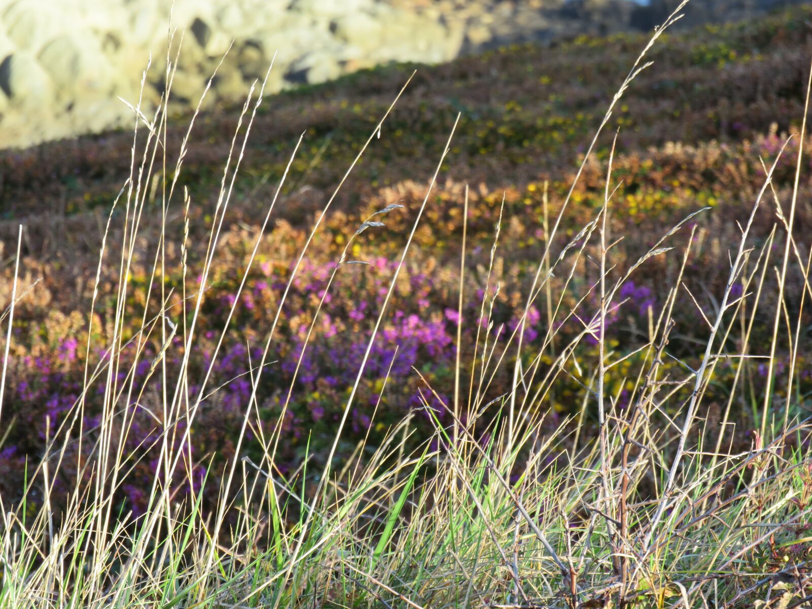 Canon PowerShot SX540 HS sample photo. Dune, brittany, herbs photography
