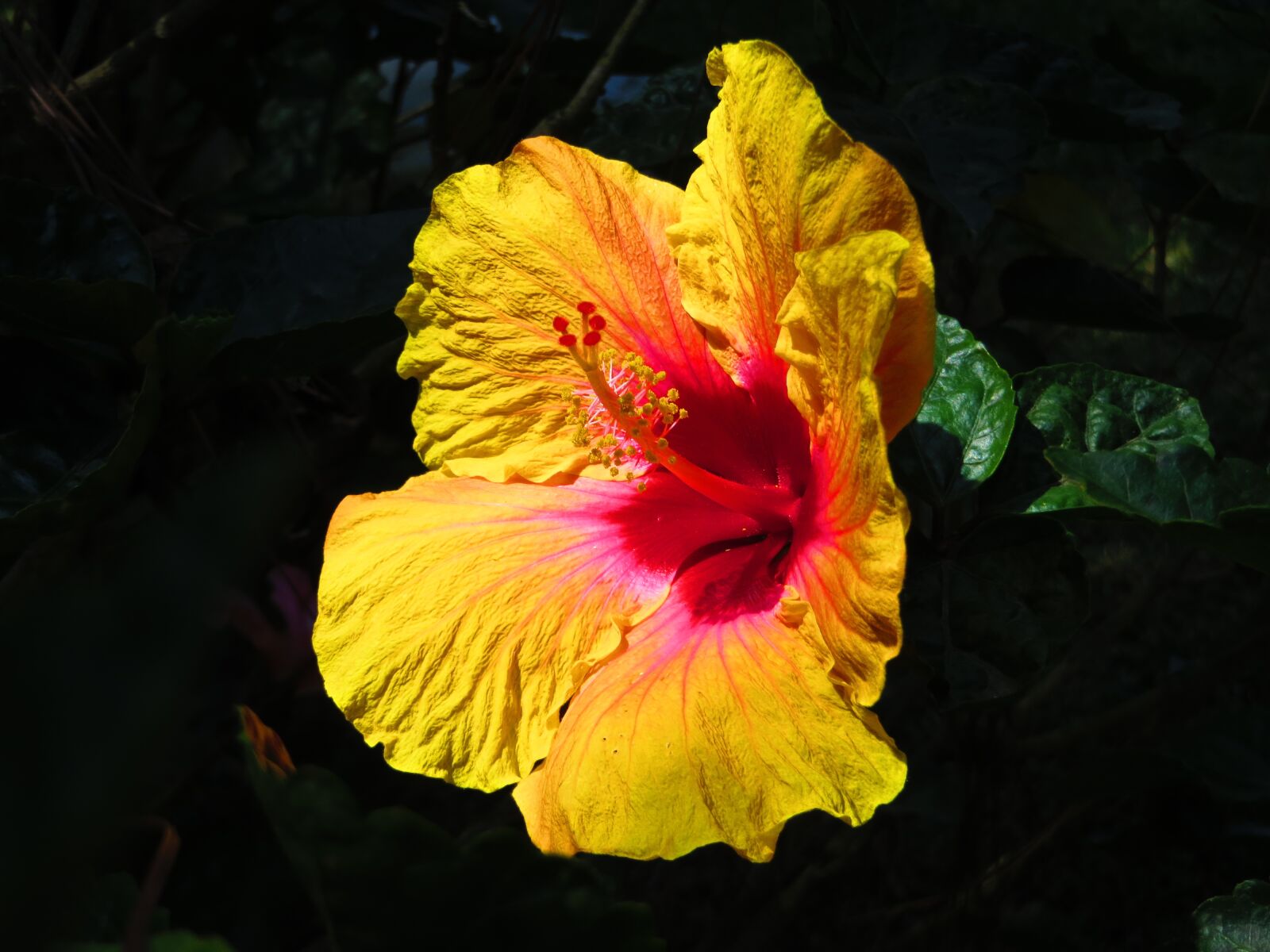 Canon PowerShot SX240 HS sample photo. Nature, flower, flora photography