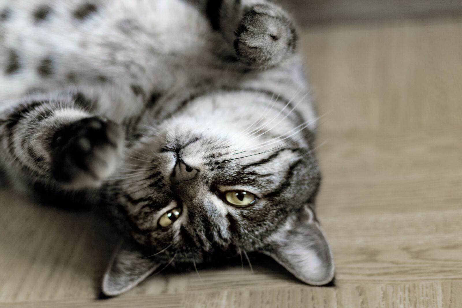 Canon EOS 70D + Canon EF 50mm F1.8 II sample photo. Cat, kitten, young cat photography