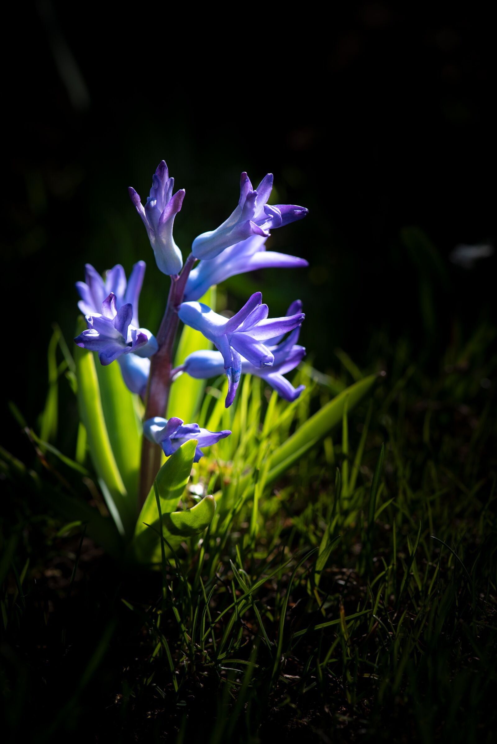Nikon D750 sample photo. Hyacinth, flower, blue photography