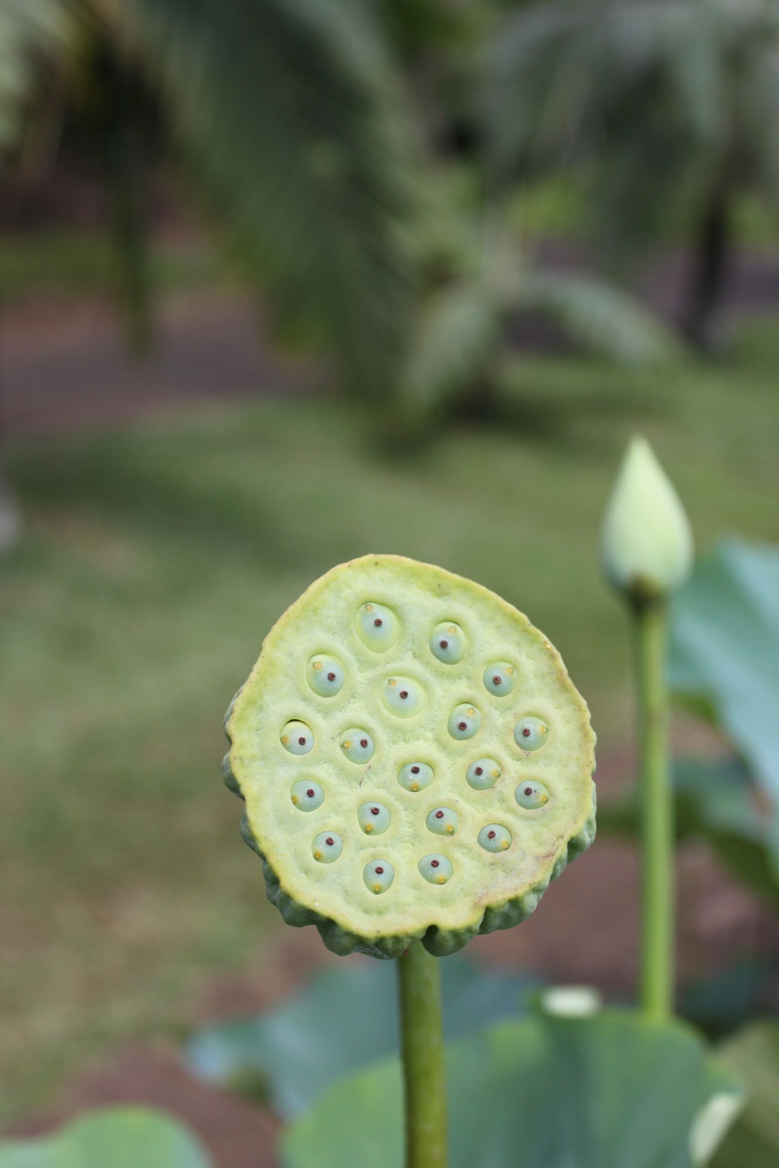 Canon EOS 500D (EOS Rebel T1i / EOS Kiss X3) sample photo. Lotus flower, aquatic plant photography