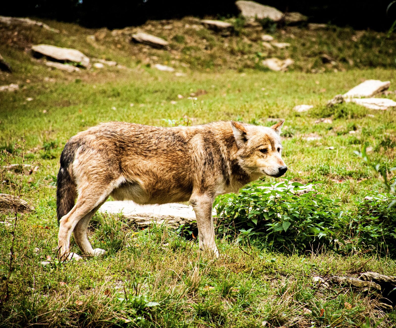 Nikon D90 sample photo. Wolf, animal, wild photography