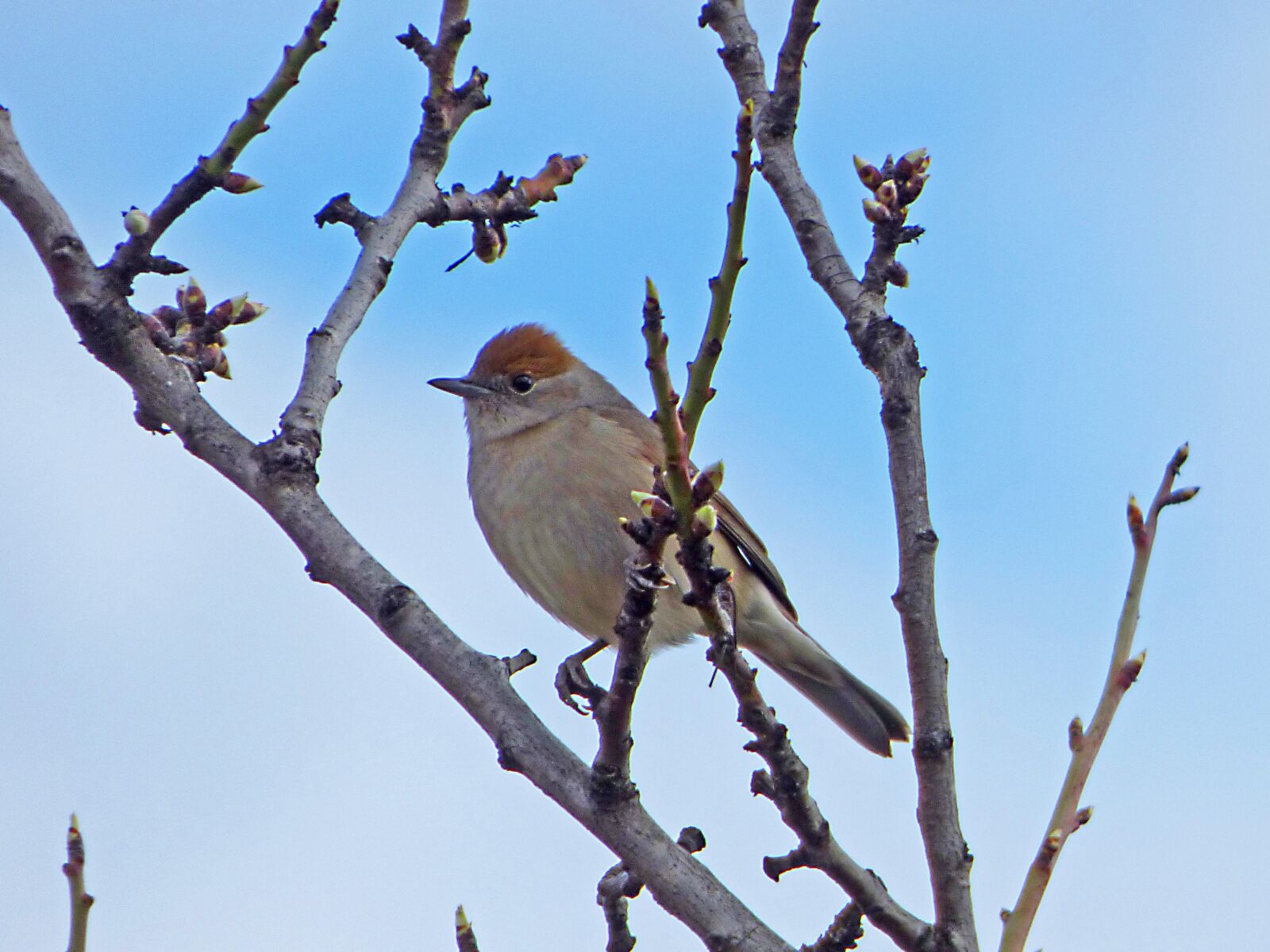 Panasonic Lumix DMC-FZ70 sample photo. Bird, branches, black redstart photography