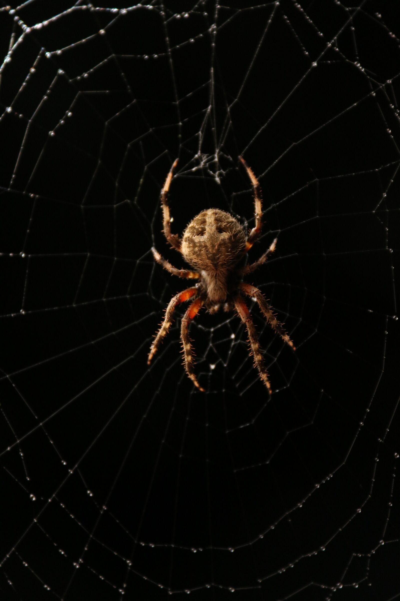 Canon EF-S 18-200mm F3.5-5.6 IS sample photo. Spider, web, black photography