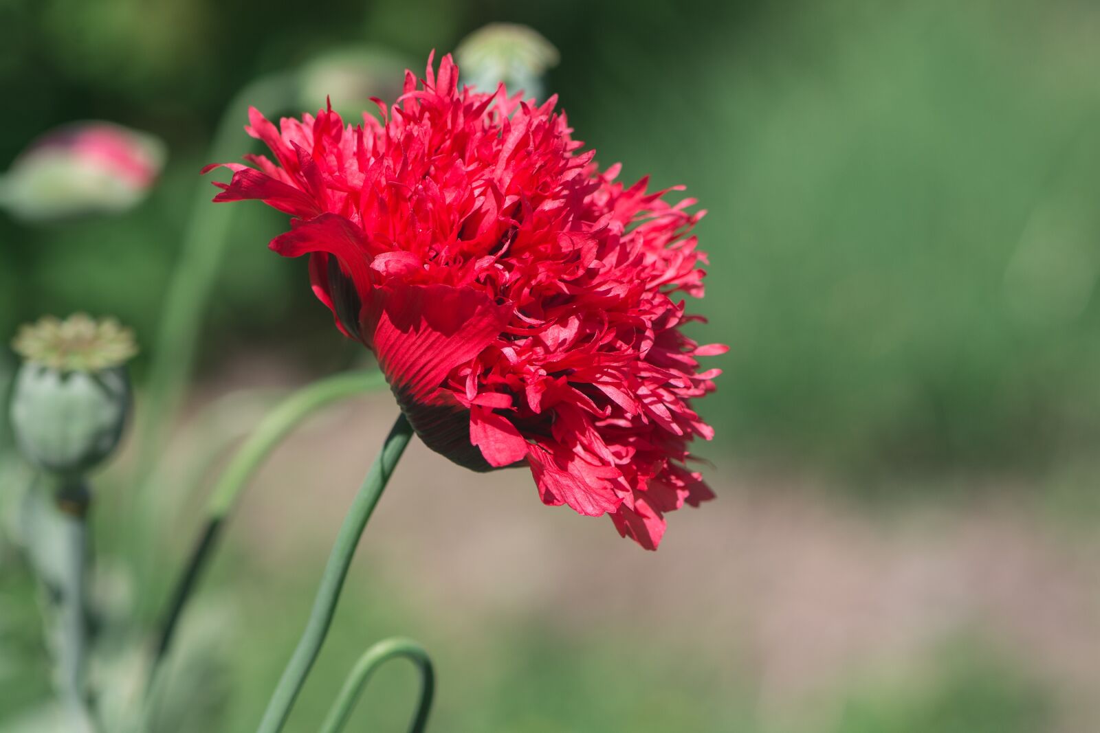 Nikon D7100 sample photo. Poppy, red poppy, red photography