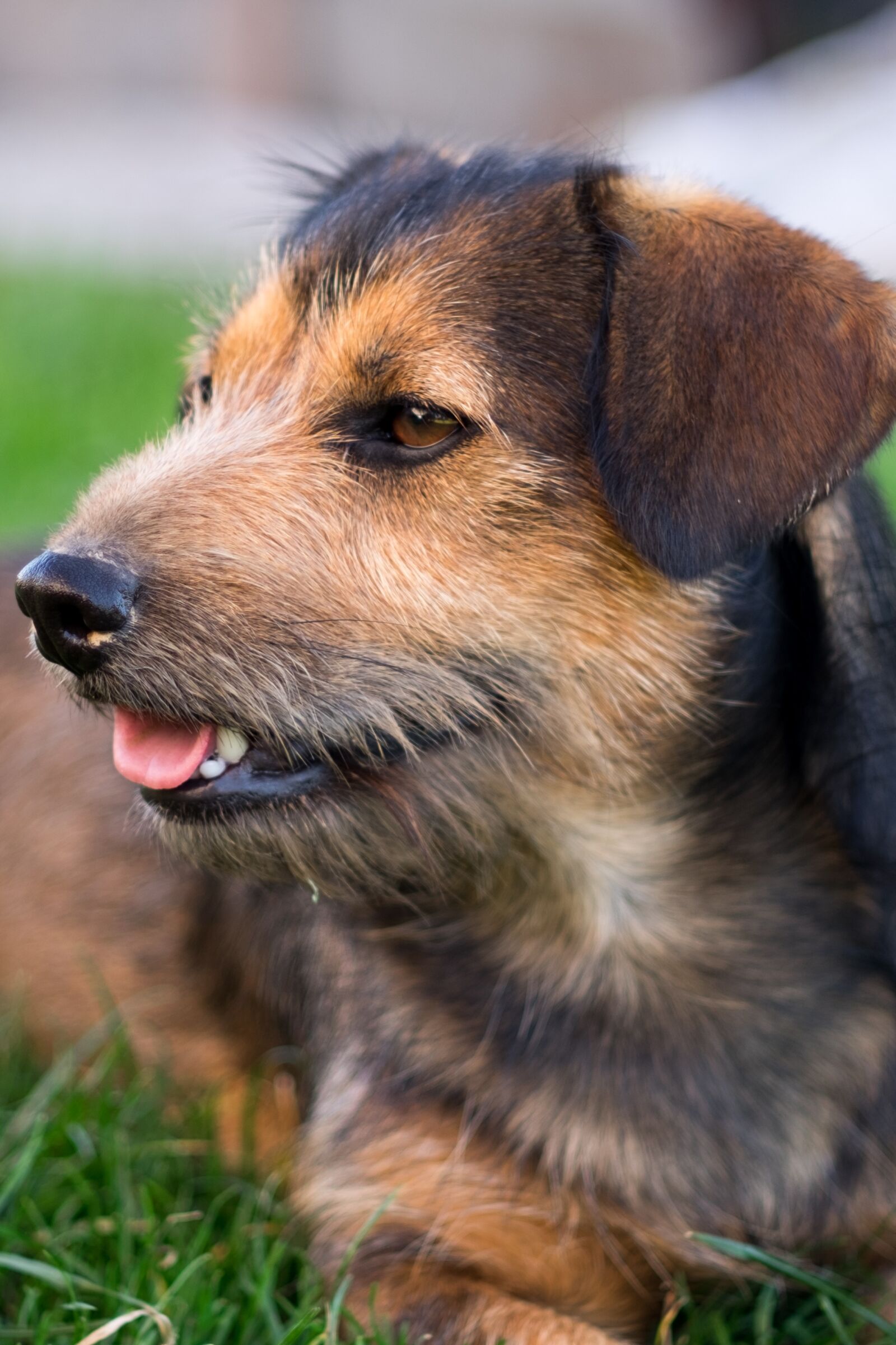 Fujifilm X-T10 sample photo. Dog, animal, puppy photography