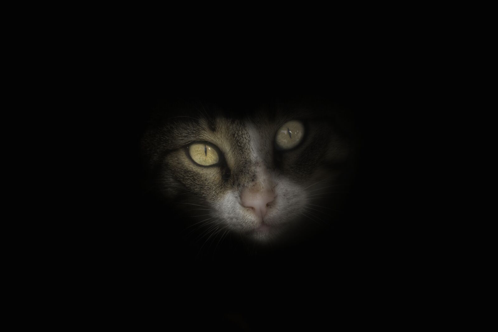 Nikon D800 sample photo. Portrait, cat, eye photography