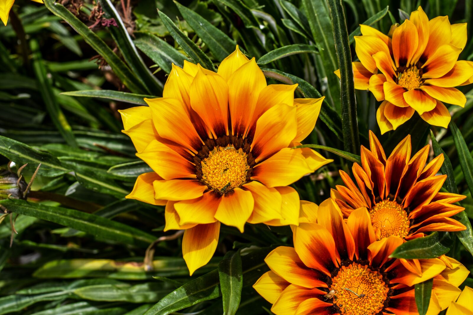 Nikon D3400 sample photo. Flower, yellow, petals photography