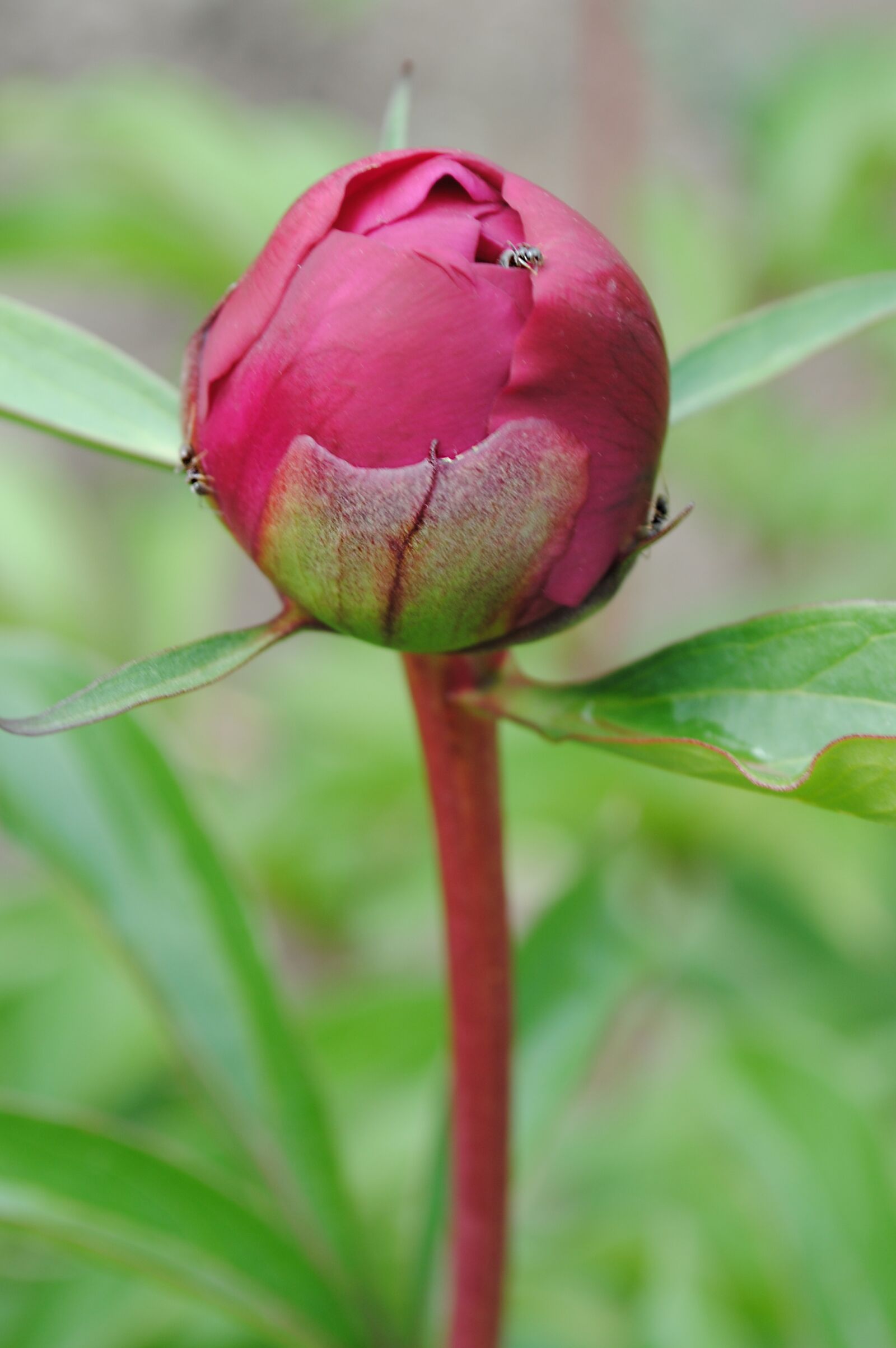 Nikon D3000 sample photo. Peony, flowers, garden photography