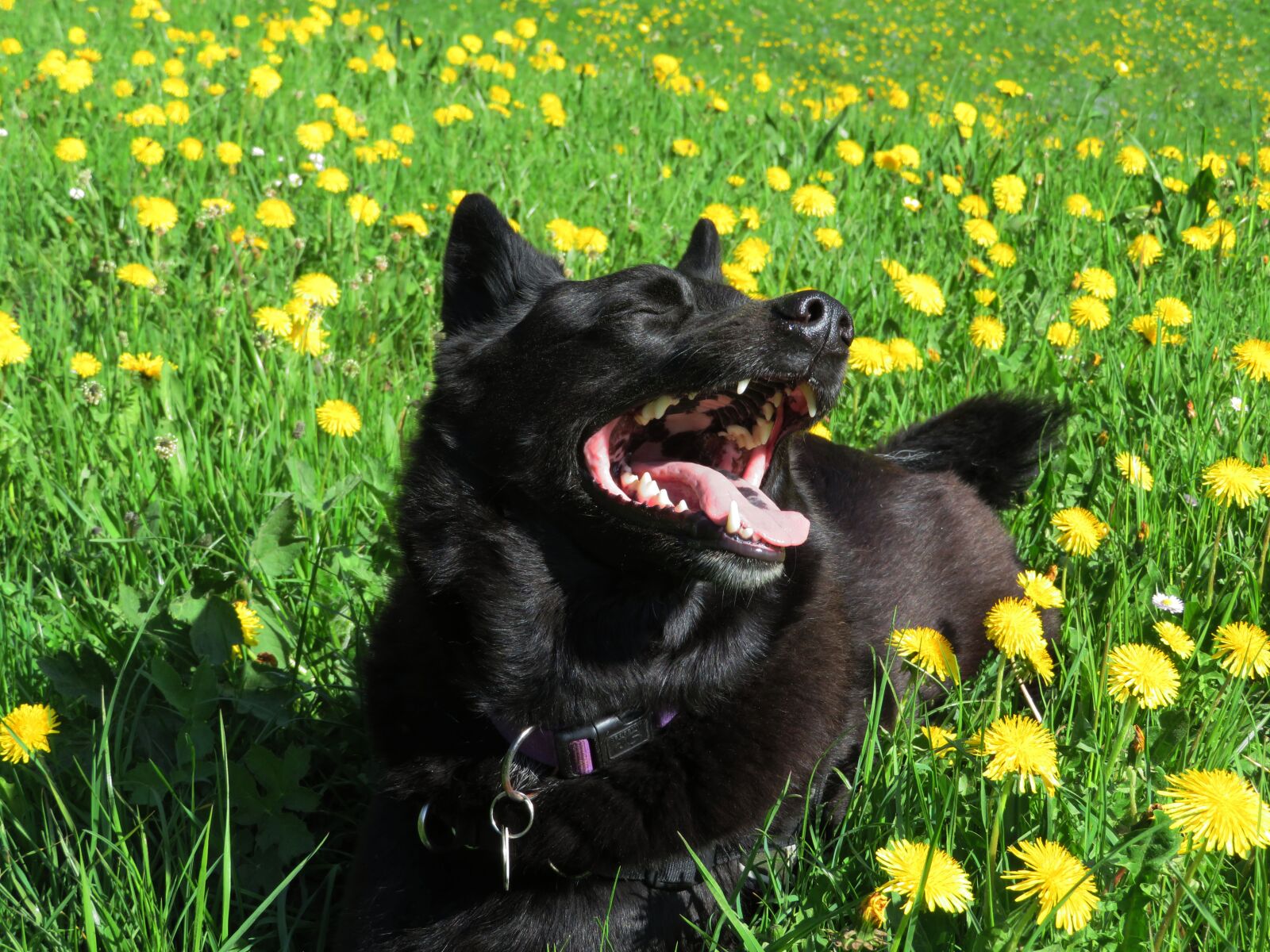 Canon PowerShot SX730 HS sample photo. Dog, black, animals photography