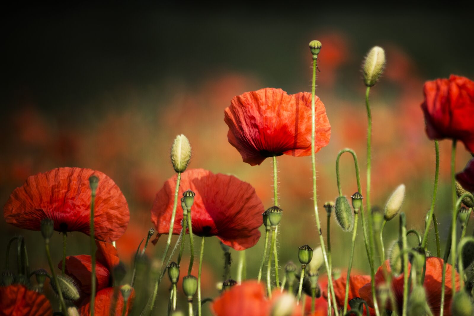 Canon EOS 700D (EOS Rebel T5i / EOS Kiss X7i) sample photo. Poppies, meadow, field photography