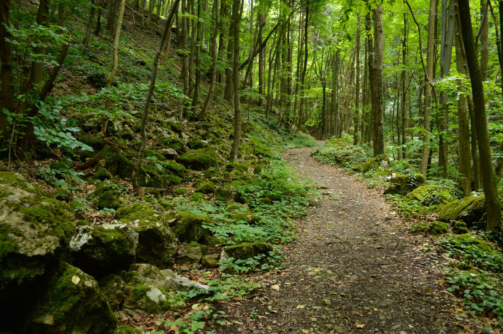 Nikon D3200 sample photo. Way, forest, summer photography