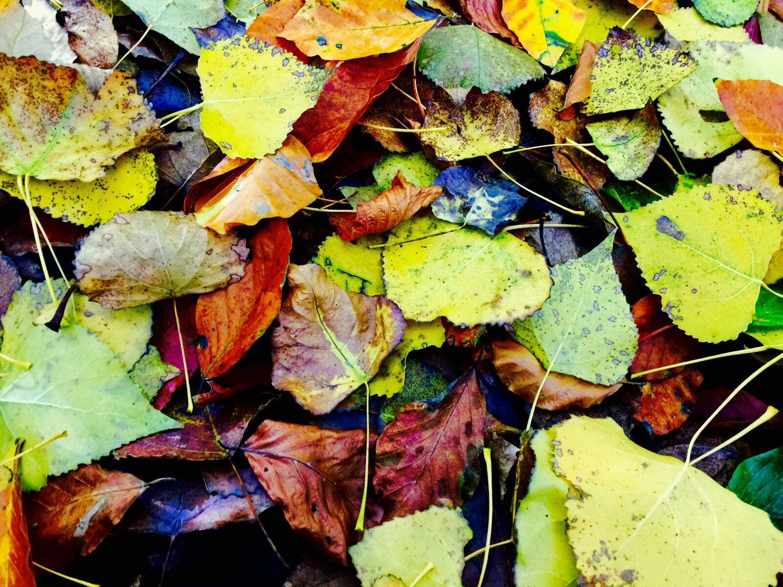 iPhone 6 Plus back camera 4.15mm f/2.2 sample photo. Leaves, autumn, fall foliage photography
