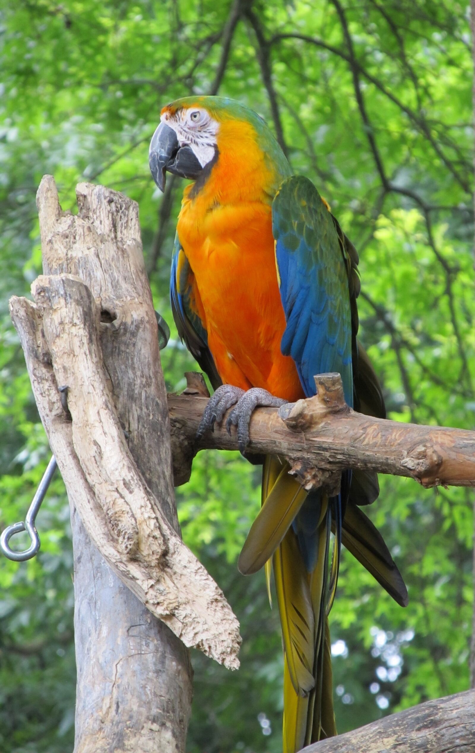 Canon PowerShot SX130 IS sample photo. Macaw, parrot, bird photography