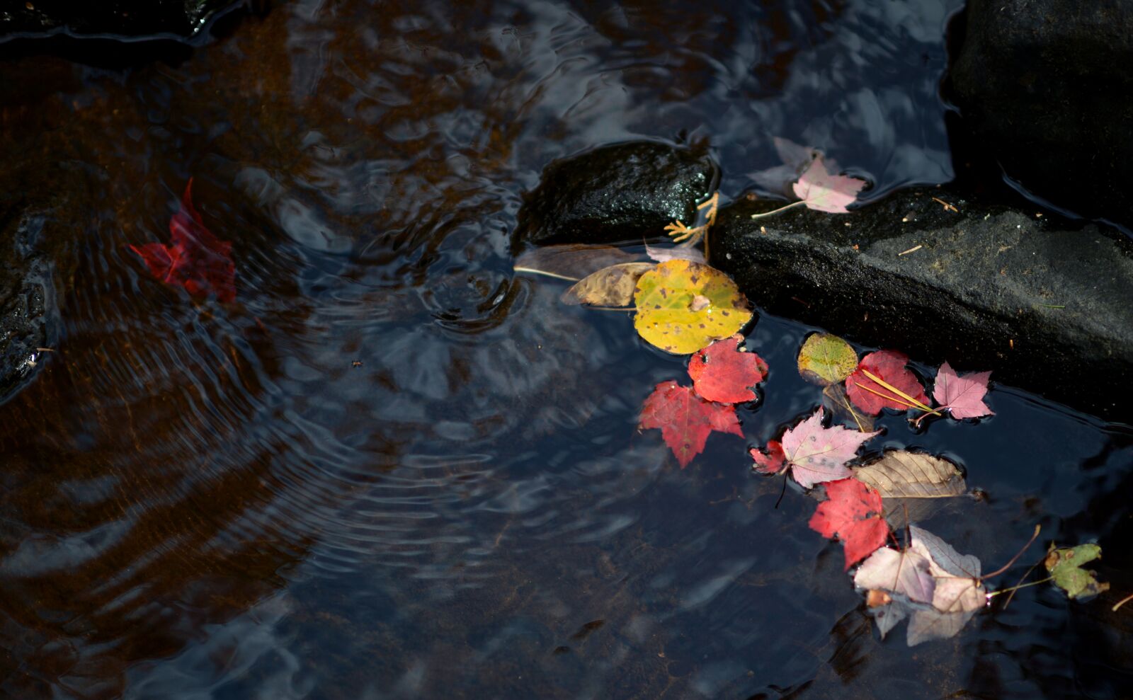 Nikon D4 sample photo. Leaf, leaves, autumn photography