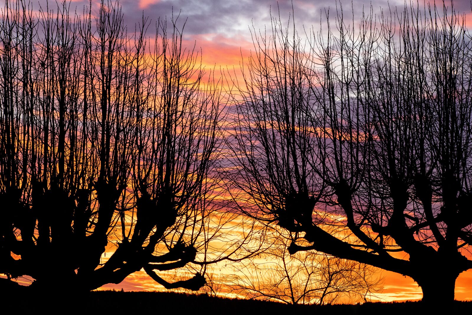 Canon EF 70-300mm F4-5.6 IS USM sample photo. Sunset, bushes, sky photography