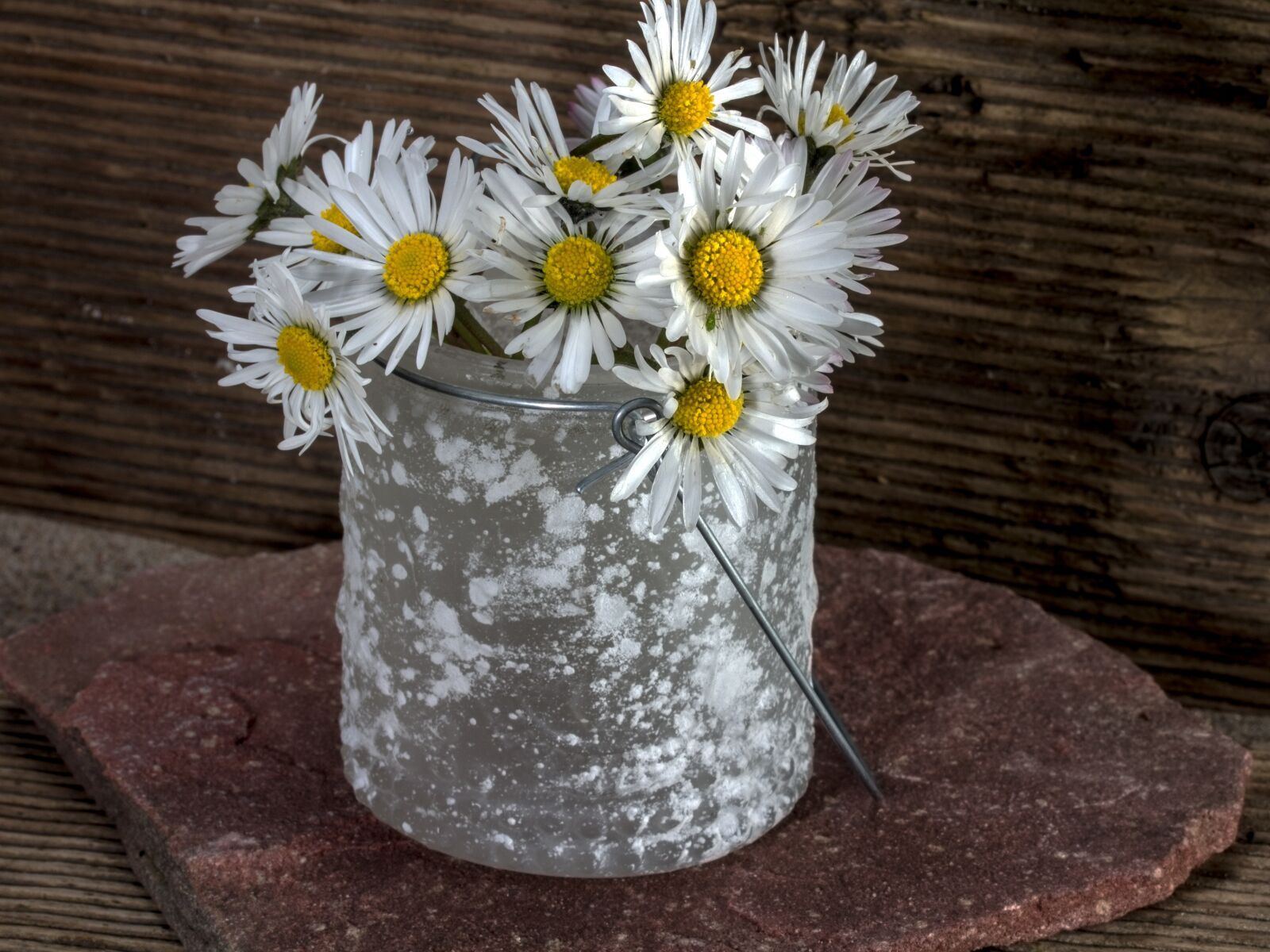 Canon EF-S 60mm F2.8 Macro USM sample photo. Flowers, still life, daisy photography