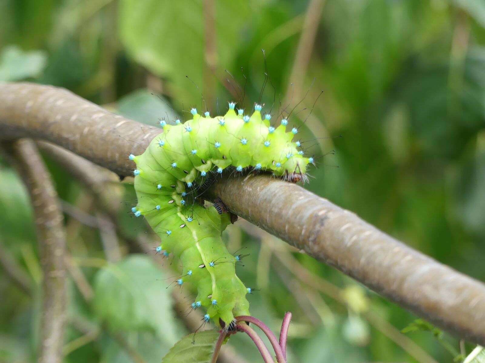 Panasonic Lumix DMC-FZ300 sample photo. Caterpillar, wiener nachtpfauenauge, insect photography