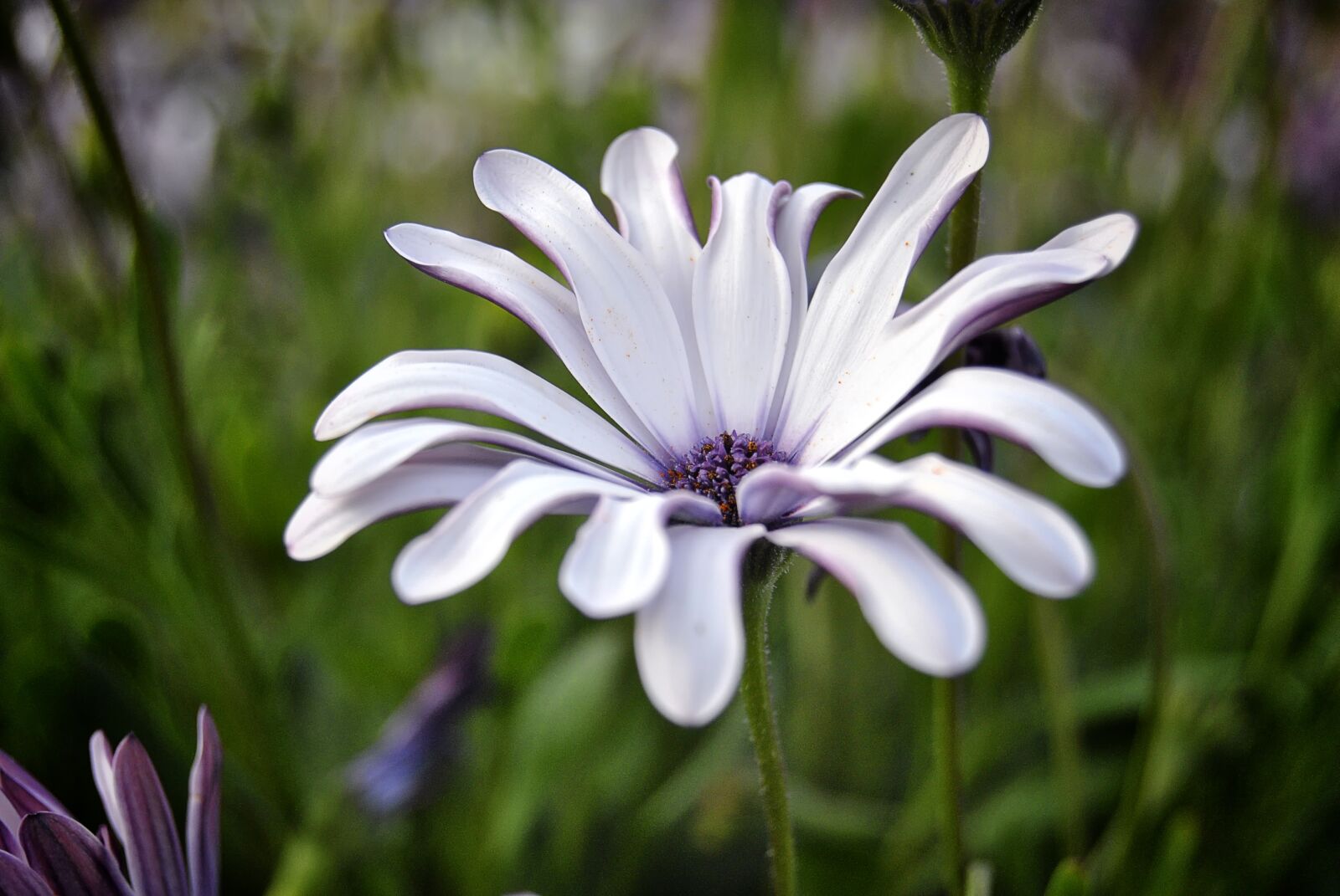 Nikon D3000 sample photo. Flower, daisy, lilac photography