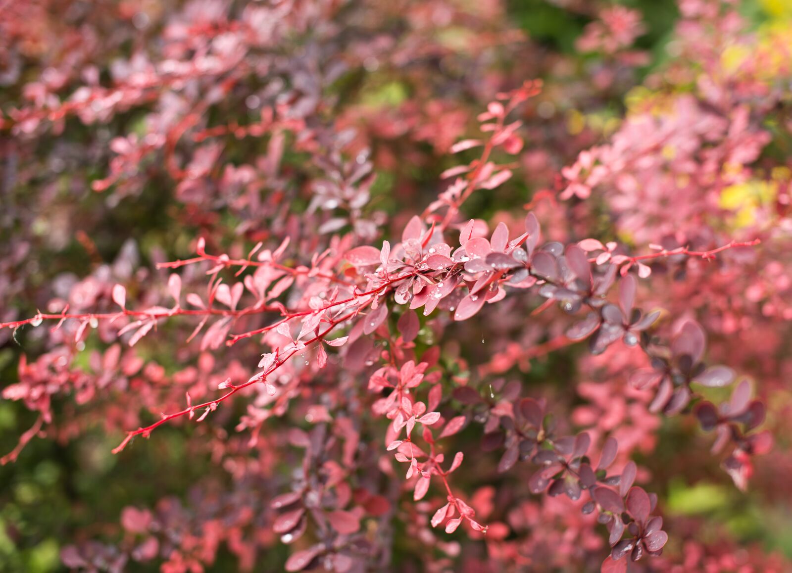 Nikon D800 sample photo. Rose bush, plant, ornamental photography