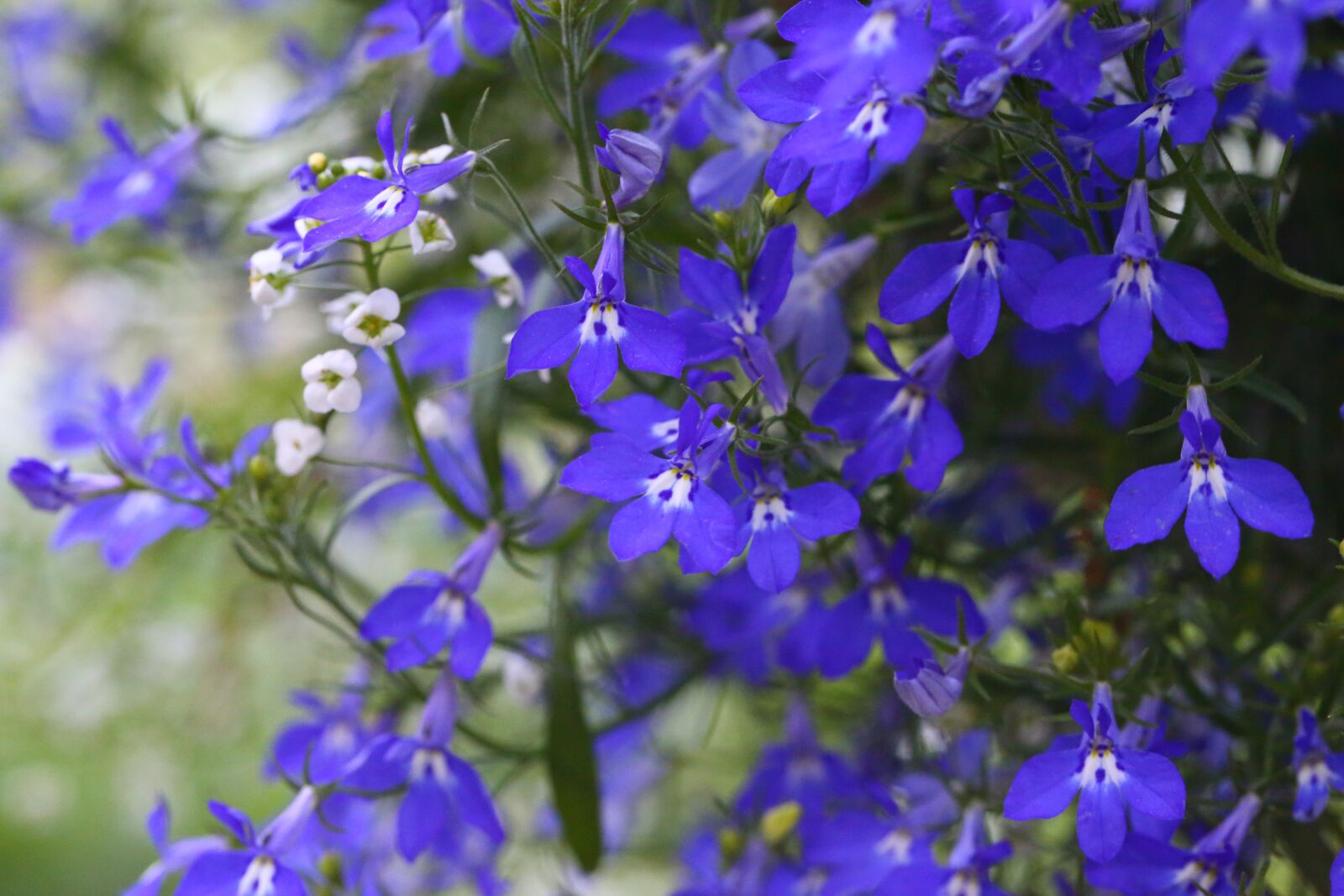 Canon EF 100mm F2.8L Macro IS USM sample photo. Flower, annual, purple photography