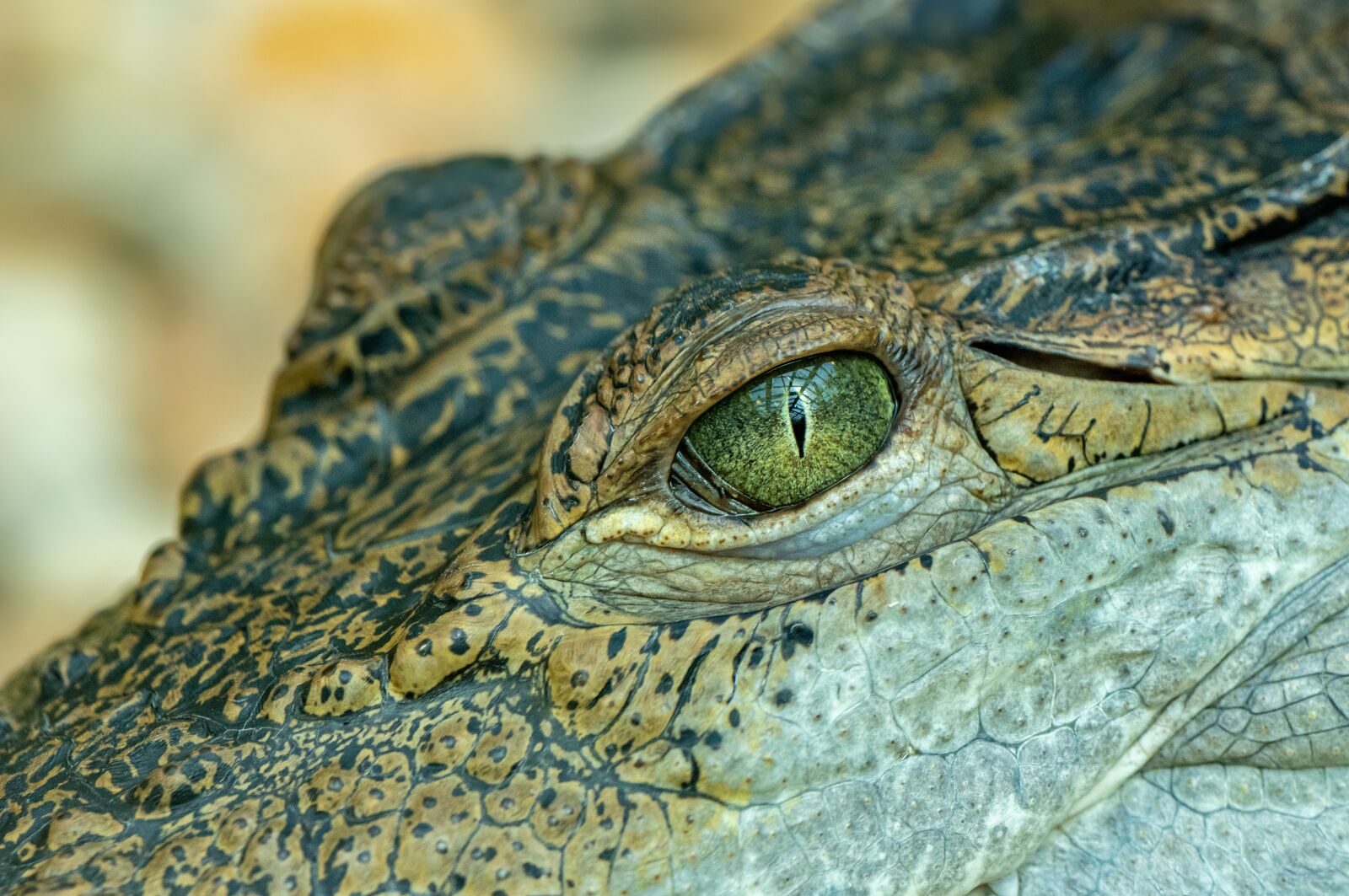 Nikon D850 sample photo. Crocodile, eye, portrait photography