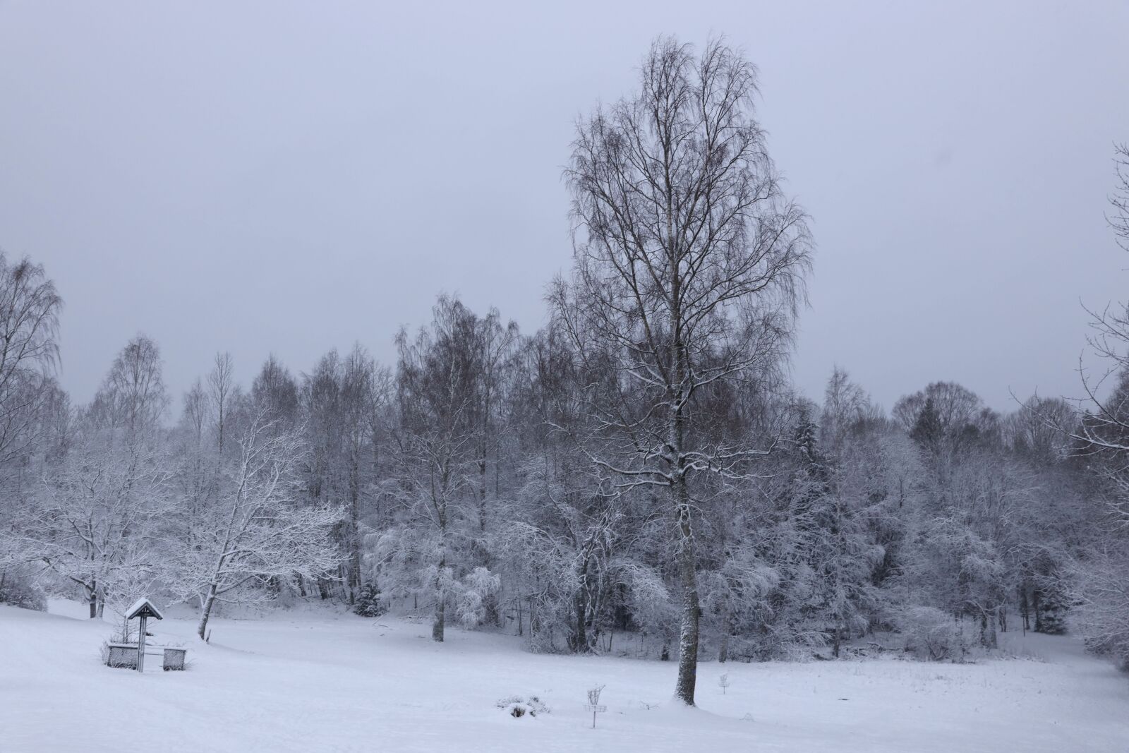 Canon EOS R + Canon EF 24-70mm F2.8L II USM sample photo. Winter, tree, landscape photography