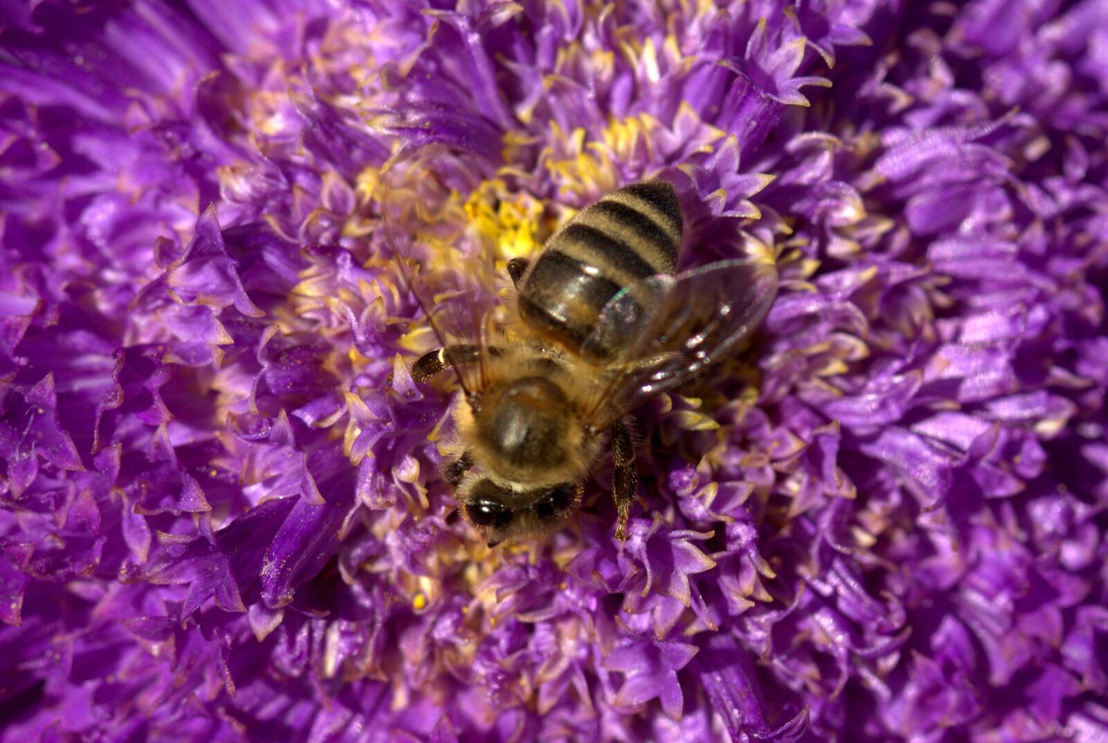 Canon EF-S 60mm F2.8 Macro USM sample photo. Bee, pollination, flower photography