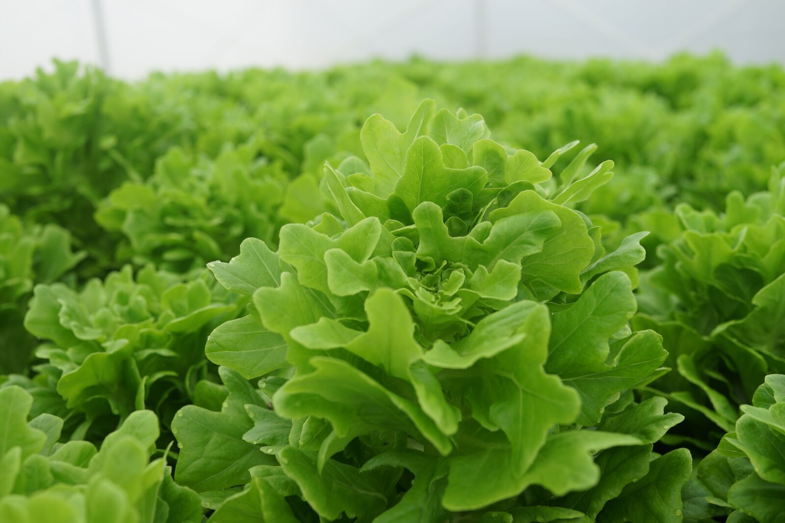 Sony Cyber-shot DSC-RX1R sample photo. Vegetable cultivation, lettuce looseleaf photography