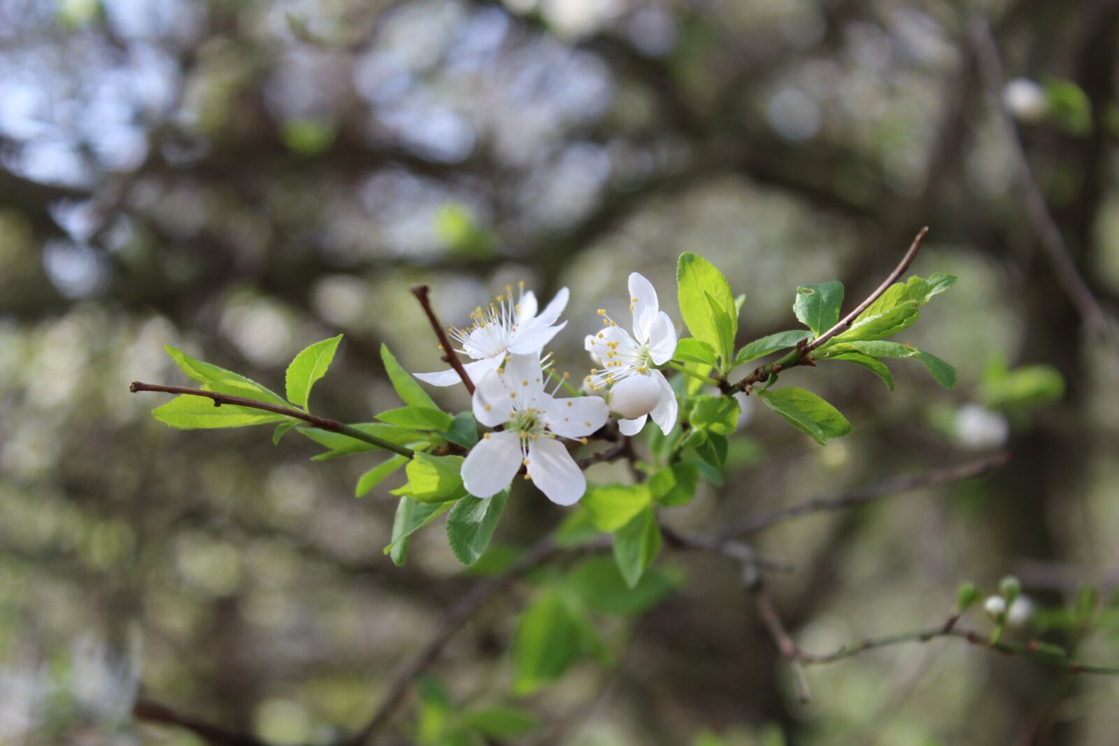 Canon EOS 1300D (EOS Rebel T6 / EOS Kiss X80) sample photo. Tree, nature, flower photography