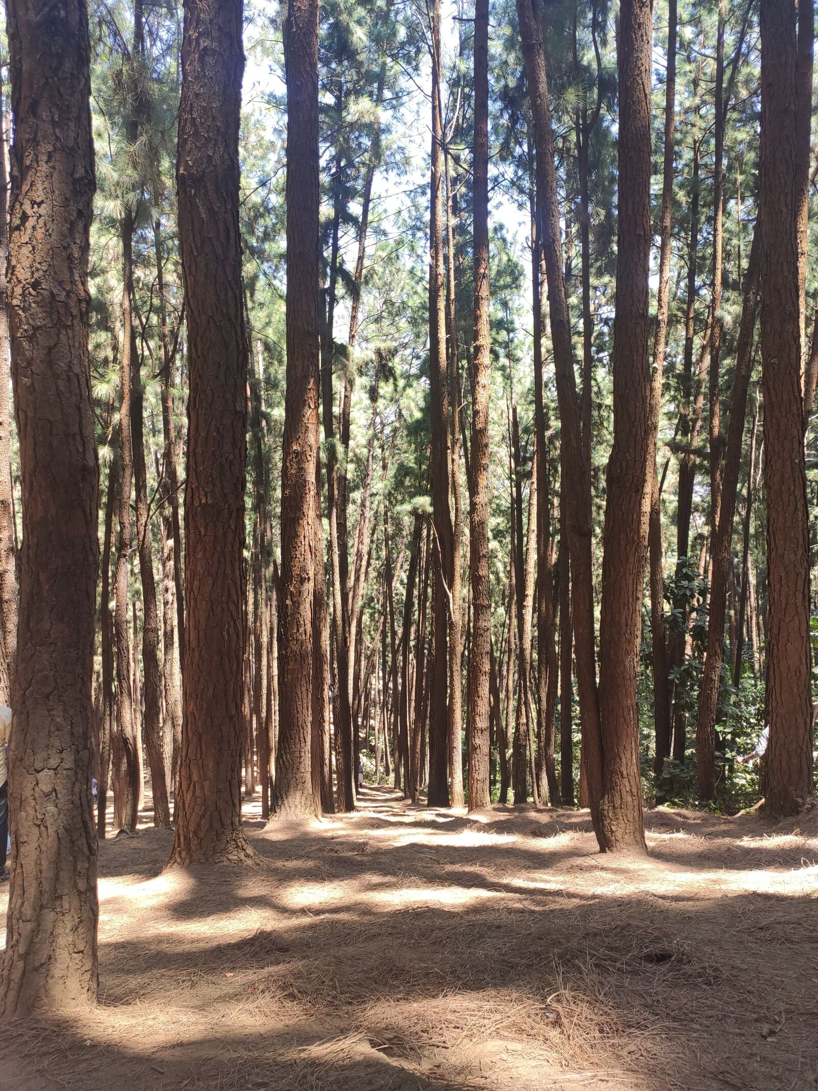 Xiaomi Redmi K20 sample photo. Pine trees, vagamon, kerala photography