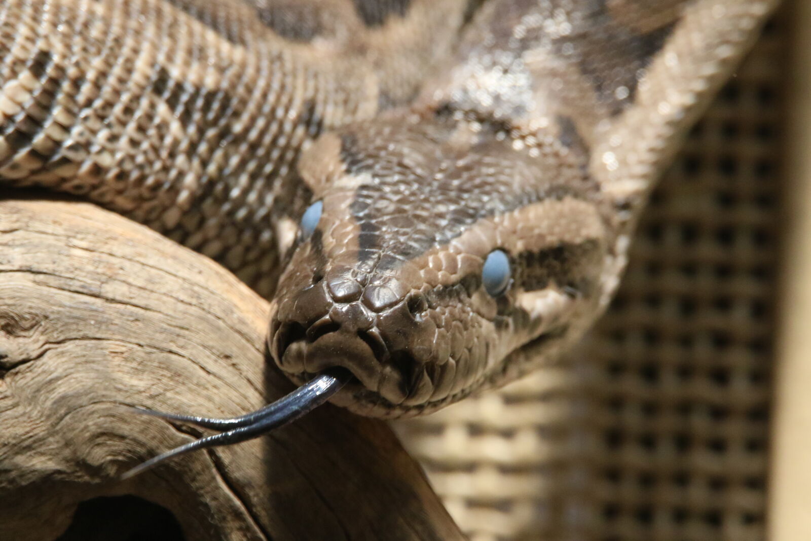 Canon EOS 7D Mark II sample photo. Afraid, alive, brown, dangerous photography