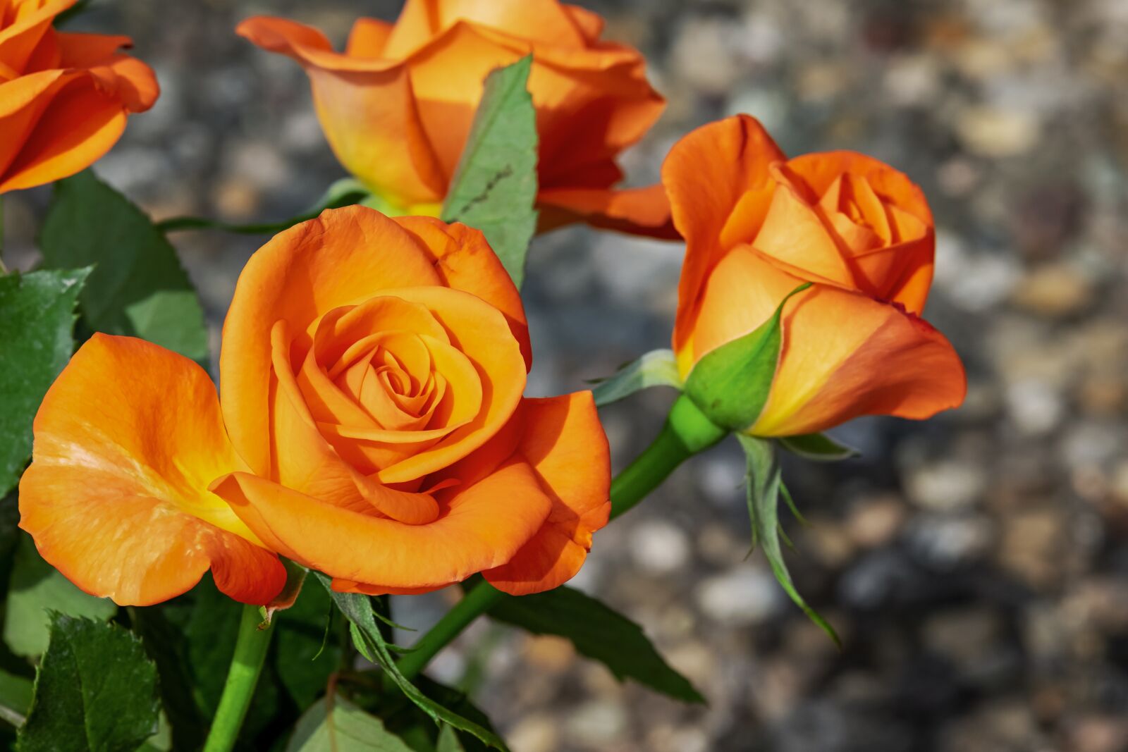 Fujifilm X-T10 sample photo. Roses, flowers, blossom photography