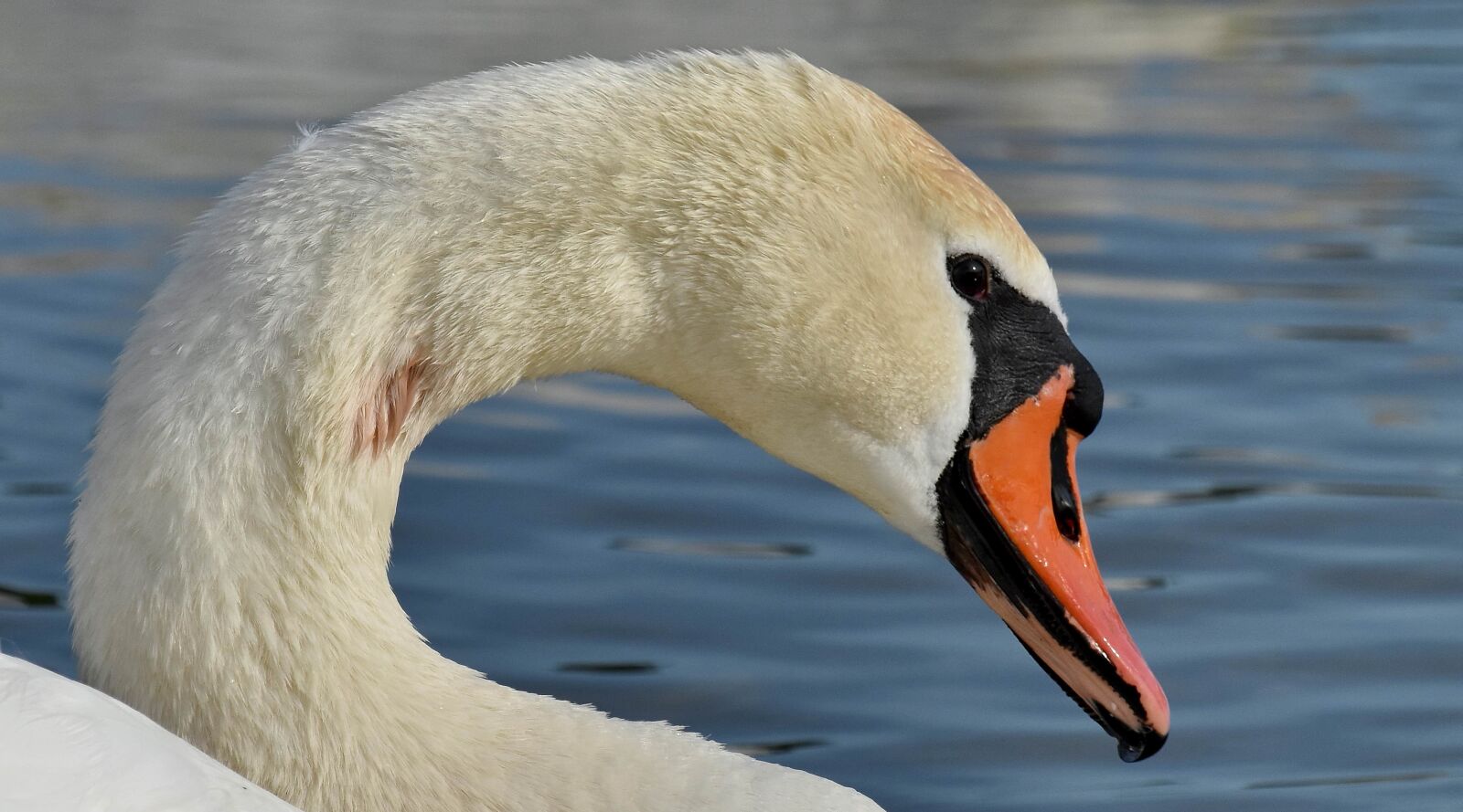 Nikon D5500 sample photo. Water, wildlife, waterfowl, bird photography