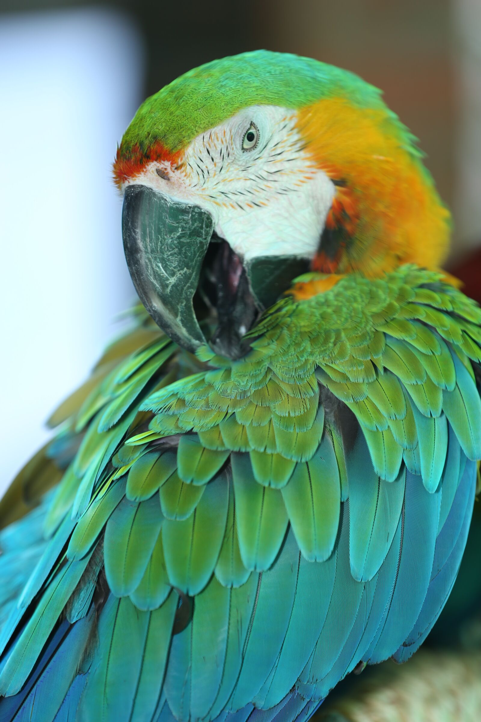 Canon EOS 5D Mark III sample photo. Yellow green parakeet, beautiful photography