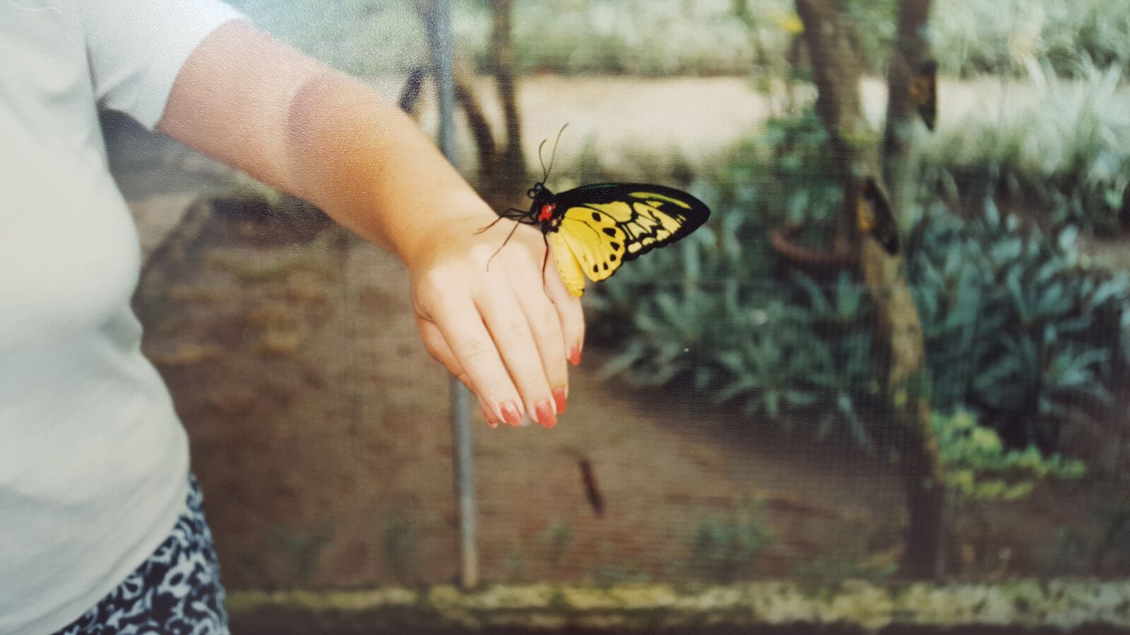 Samsung Galaxy S6 sample photo. Butterfly, bali, indonesia photography