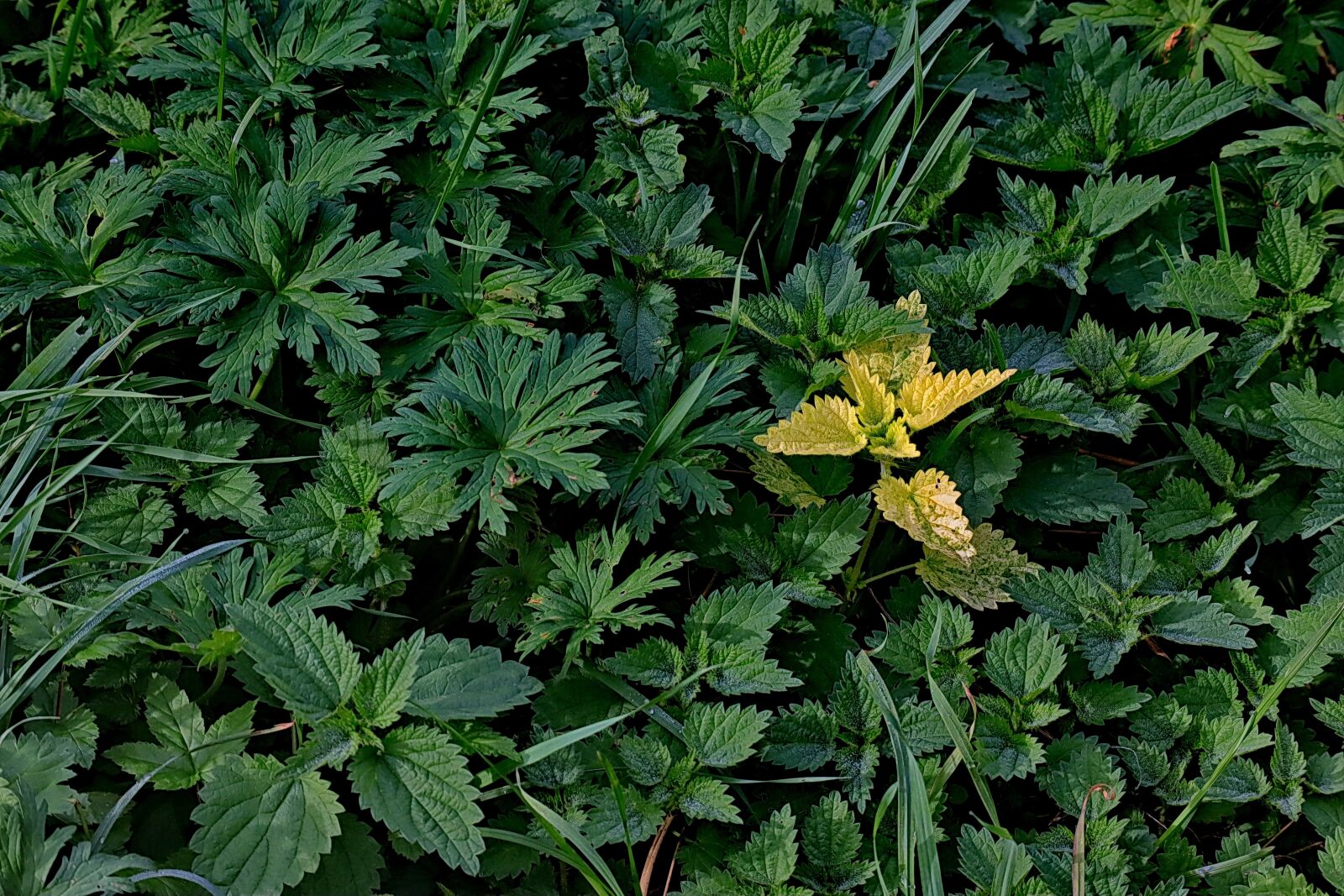 Canon EOS M50 (EOS Kiss M) sample photo. Brennessel, yellow, green photography