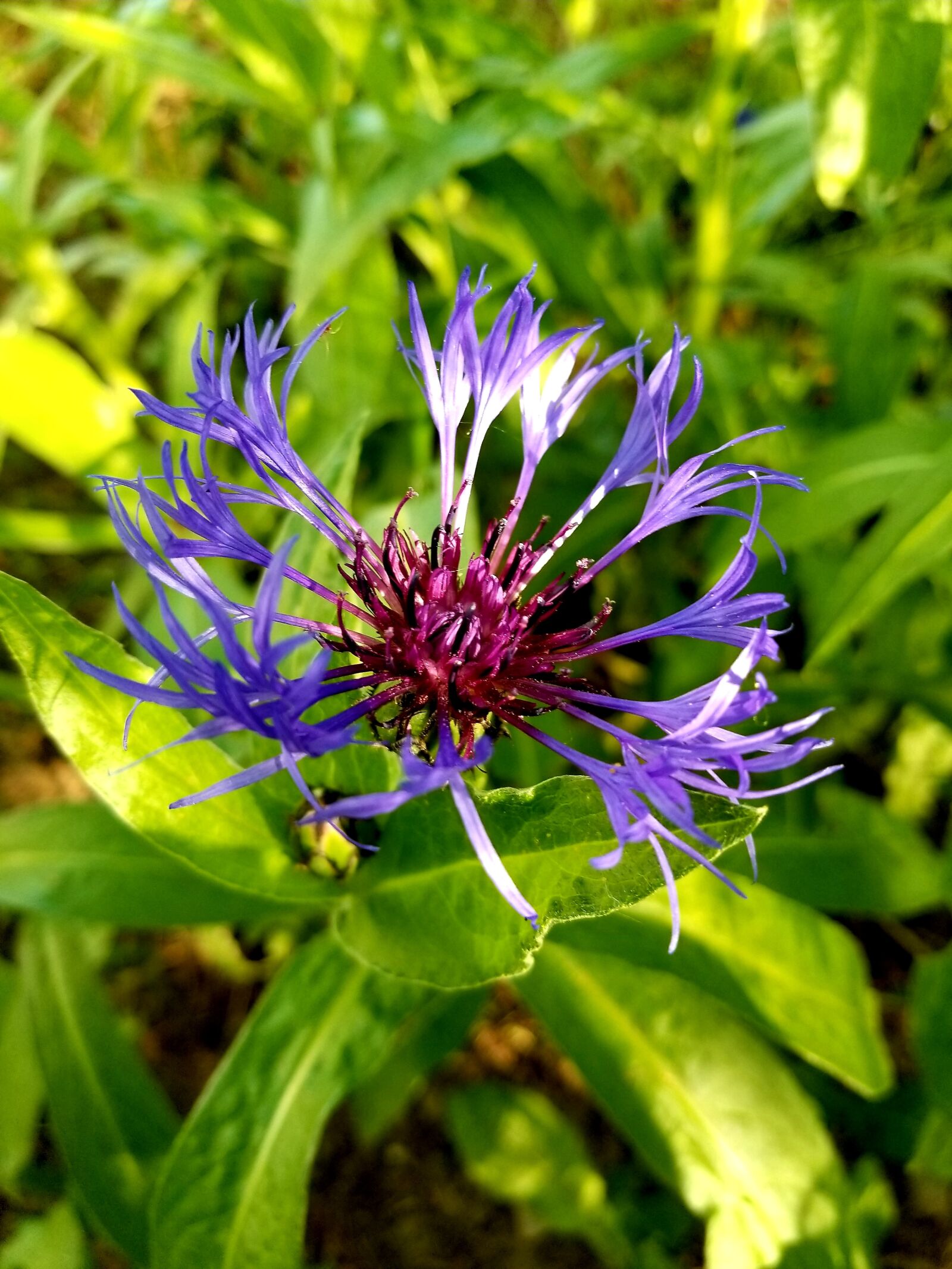 Samsung Galaxy S8+ sample photo. Flower, purple, nature photography