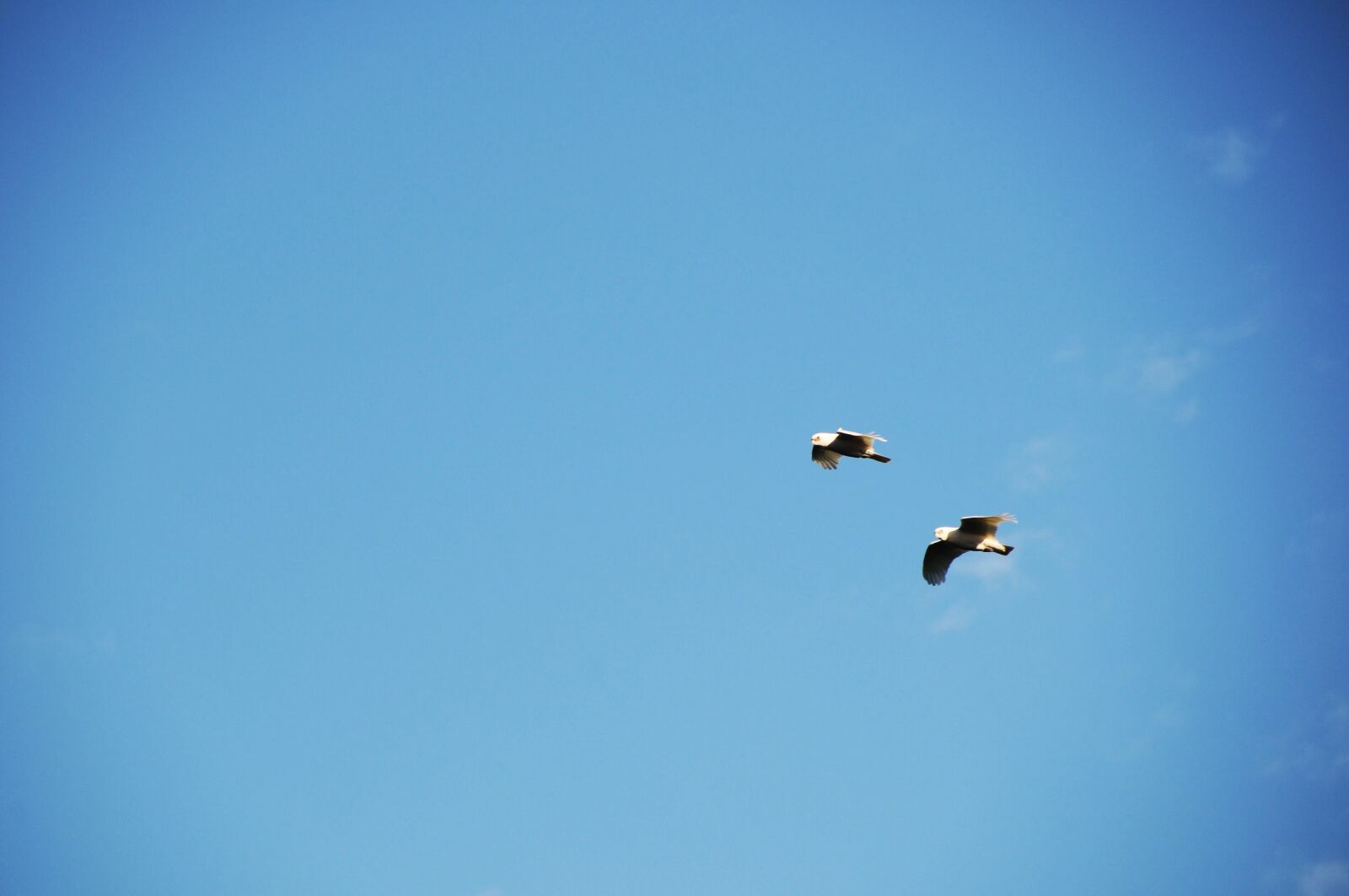 Nikon D300 sample photo. Sky, birds, blue photography