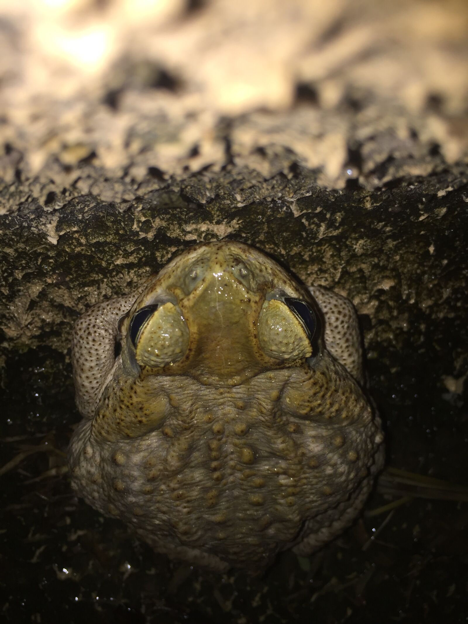 iPhone 6 back camera 4.15mm f/2.2 sample photo. Animal, frog, animals photography