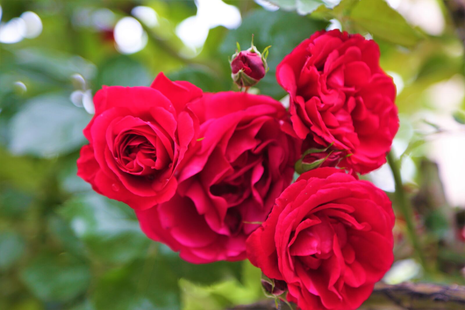 Canon EF 24-105mm F4L IS USM sample photo. Rose, red rose, nature photography