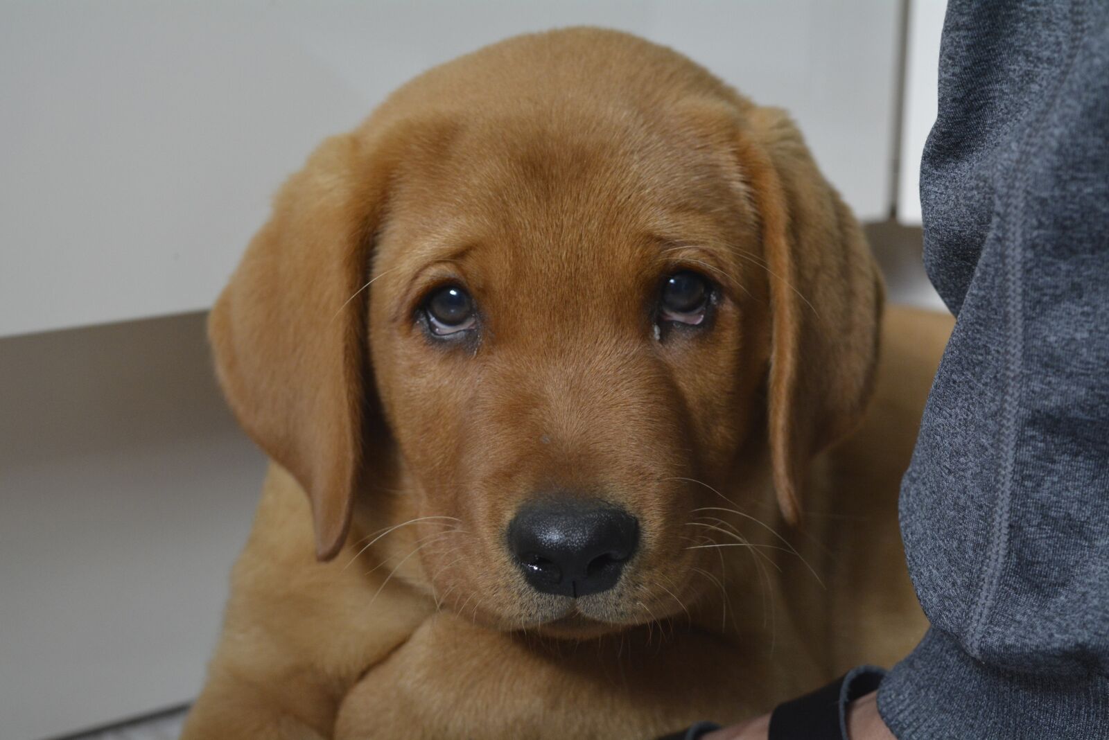 Nikon D5200 sample photo. Dog, pet, animal portrait photography