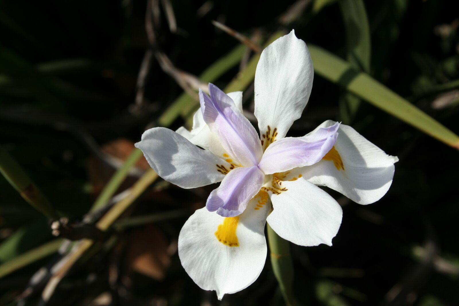 Canon EOS 350D (EOS Digital Rebel XT / EOS Kiss Digital N) sample photo. Nature, flower, iris photography
