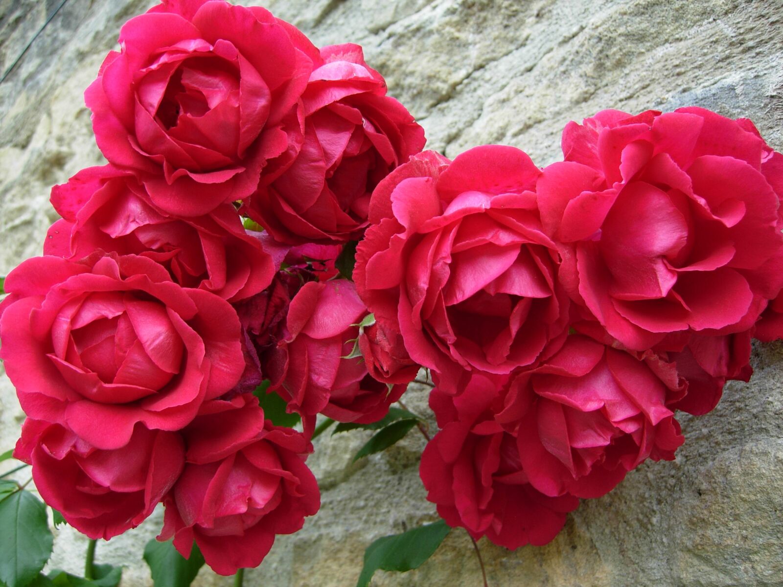 Nikon COOLPIX P4 sample photo. Rose, roses, red photography