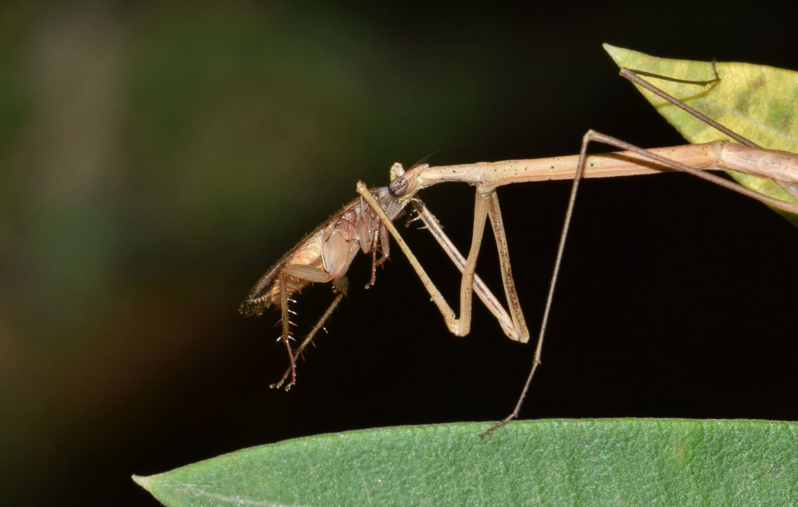 Nikon D5300 sample photo. Stick insect, walking stick photography