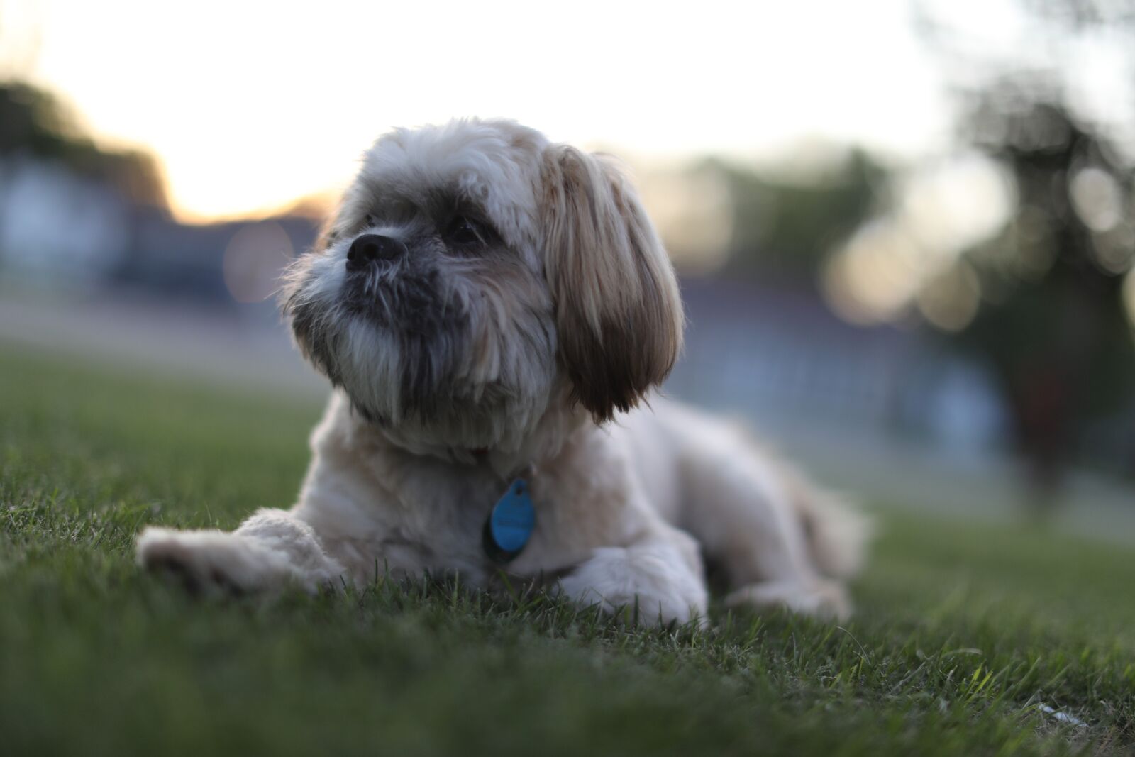 Canon EOS 5D Mark IV + Canon EF 50mm F1.2L USM sample photo. Puppy, dog, grass photography